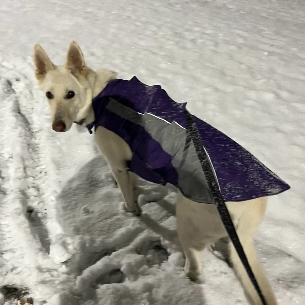 Dog Coat - Picture 1 of 9